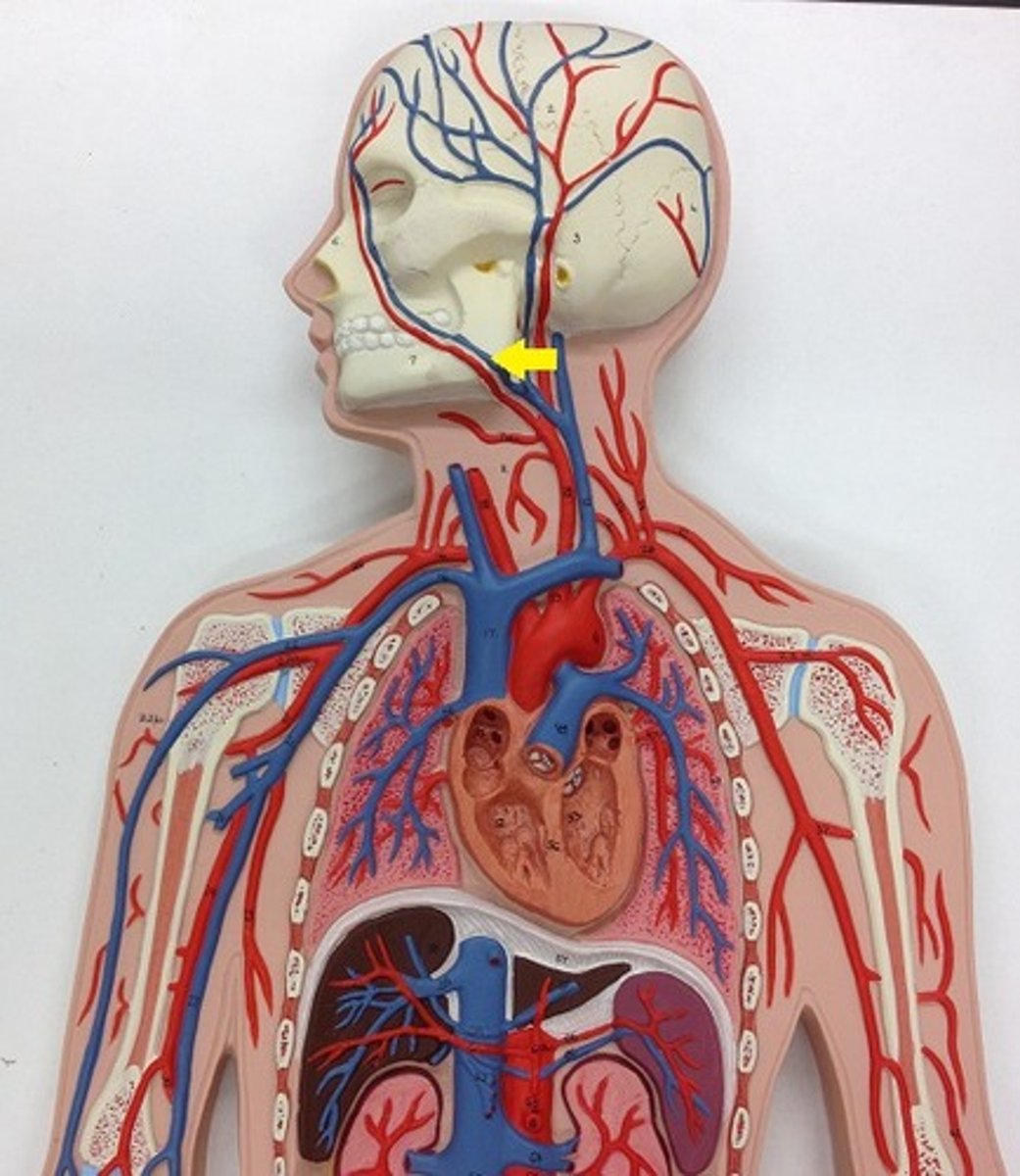 <p>dump into internal jugular vein</p>