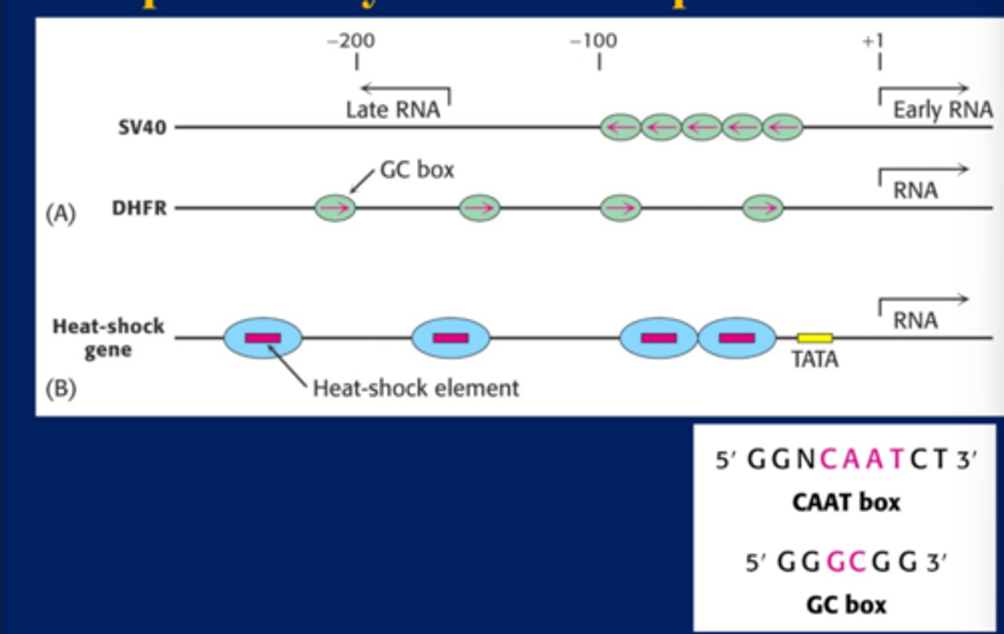 <p>-DHFR-cancer gene, GC and CAT boxes</p><p>-GC boxes are oriented different ways</p>