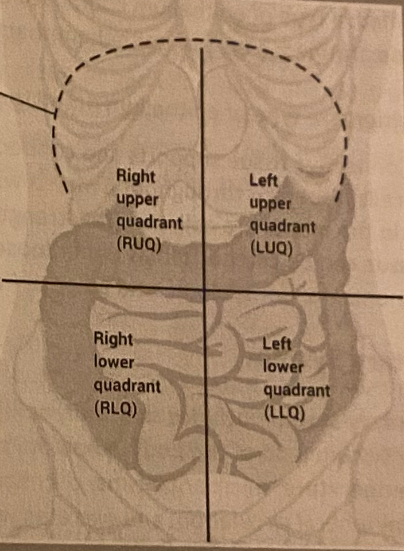 <p>Right upper quadrant, right lower quadrant, left upper quadrant, left lower quadrant.</p>