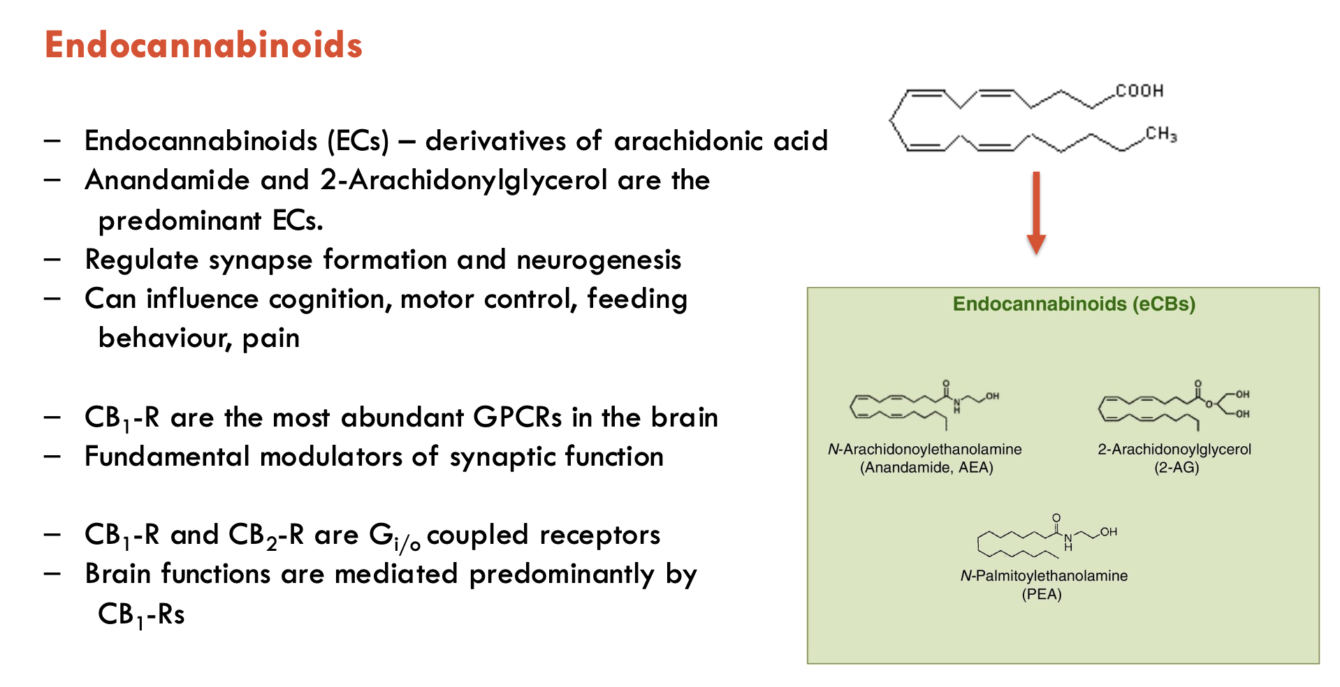 <p>Endocannabinoids (ECs) are derivatives of arachidonic acid</p><ul><li><p>most common: anandamine and 2-Arachidonylglycerol (2-AG)</p></li><li><p>regulate synapse formation and neurogenesis</p></li><li><p>can influence cognition, motor control, feeding behaviour, pain</p></li><li><p>act through CB<sub>1</sub> receptors (CB<sub>1</sub>-R)</p></li></ul><p></p>