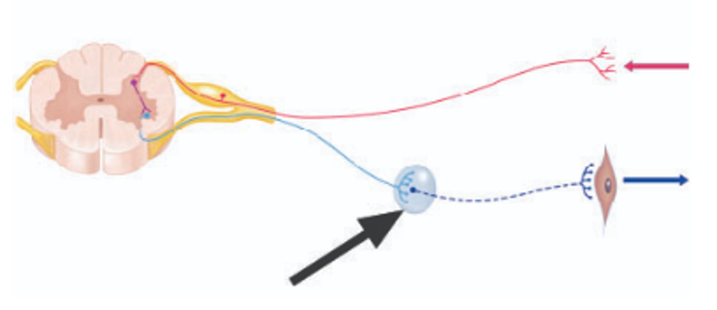 <p>polysynaptic integration center</p>
