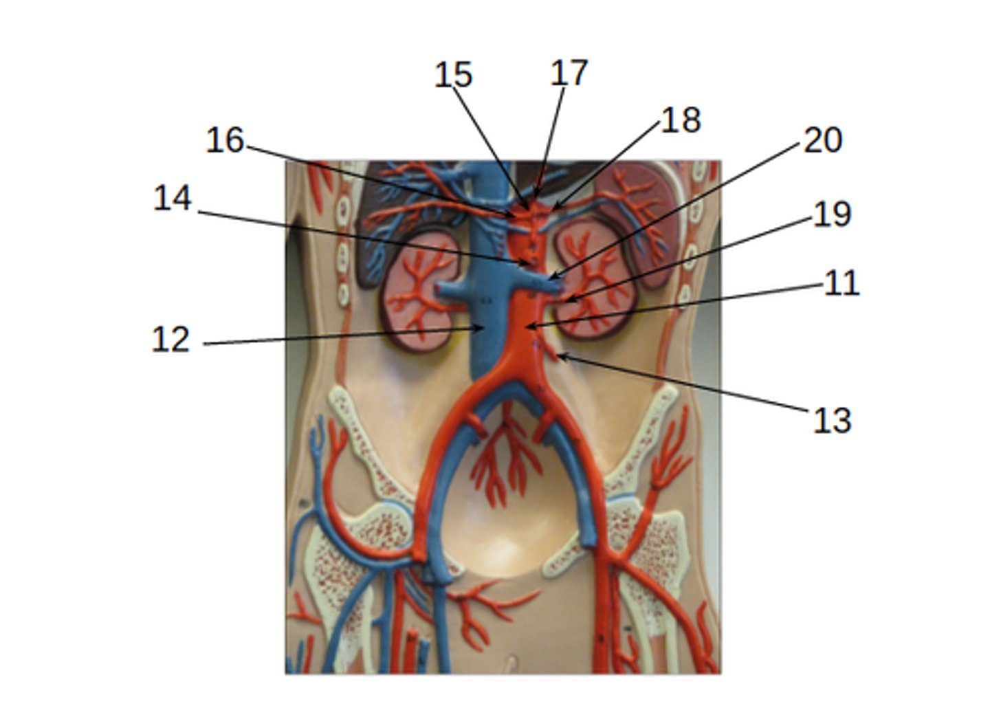 <p>What structure is #20?</p>