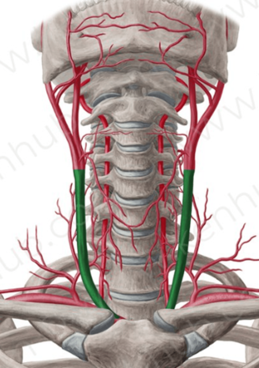 <p>2- A. carotis communis </p><p>- Avgår från arcus aorta (eller truncus)</p><p>- Försörjer huvud och hals med blod.</p>
