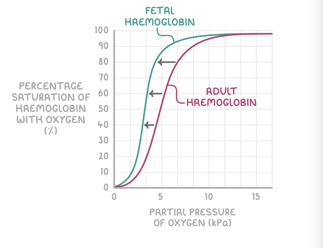 <p><strong>Fetal haemoglobin differs from adult haemoglobin because:</strong></p><ul><li><p><strong>The fetus needs to obtain oxygen from the mother's blood.</strong></p></li><li><p><strong>The fetal haemoglobin therefore has a higher oxygen affinity than the adult haemoglobin found in the mother's blood.</strong></p></li><li><p><strong>This allows the oxygen to dissociate from the mother's haemoglobin, and bind with haemoglobin in the fetal blood.</strong></p></li><li><p><strong>This ensures that the fetus gets enough oxygen to survive while it develops.</strong></p></li></ul><p></p>