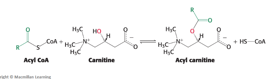 <p>Activated fatty acids <strong>can readily cross the outer mitochondrial membrane</strong>. However, activated <strong>long-chain fatty acids</strong> must be conjugated/attached to <strong>carnitine </strong>in order to cross the inner mitochondrial membrane.</p><ul><li><p>The acyl group is transferred from the sulfur atom of CoA to the hydroxyl group of carnitine to form <strong>acyl carnitine</strong>.</p></li><li><p>This reaction is catalyzed by <strong>carnitine acyltransferase I (CAT I).</strong></p></li></ul><p></p>