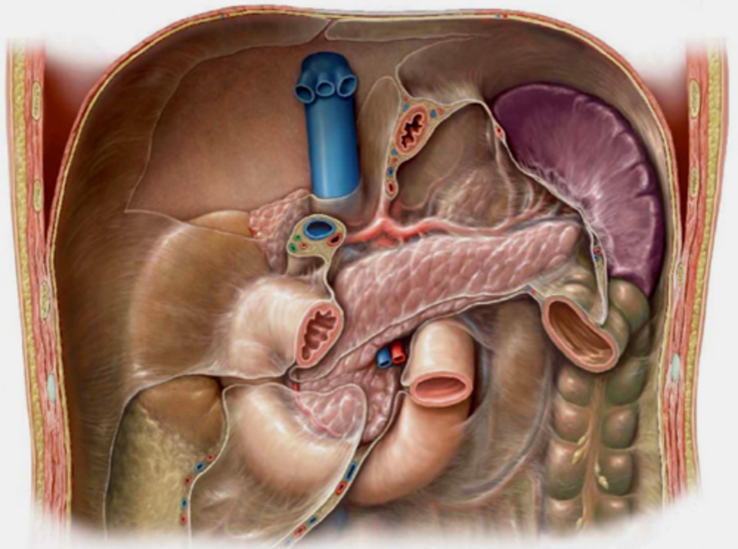 <p>retroperitoneal</p>