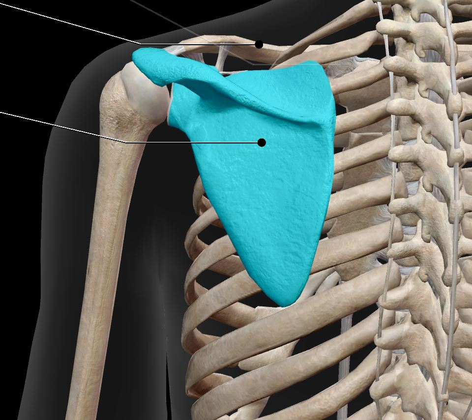 <p>Label structure </p>