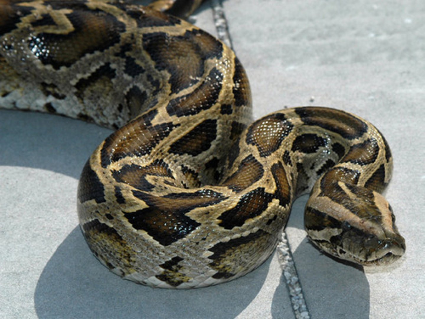 <p>Type of movement in a straight line, primarily used by larger snakes like vipers, boas, and pythons. It involves the snake's belly scales alternately lifting, being pulled forward, and then pulled downward and backward, effectively "walking" the snake forward.</p><p>-larger snakes like constrictors</p><p>-like a centipede/slug</p>