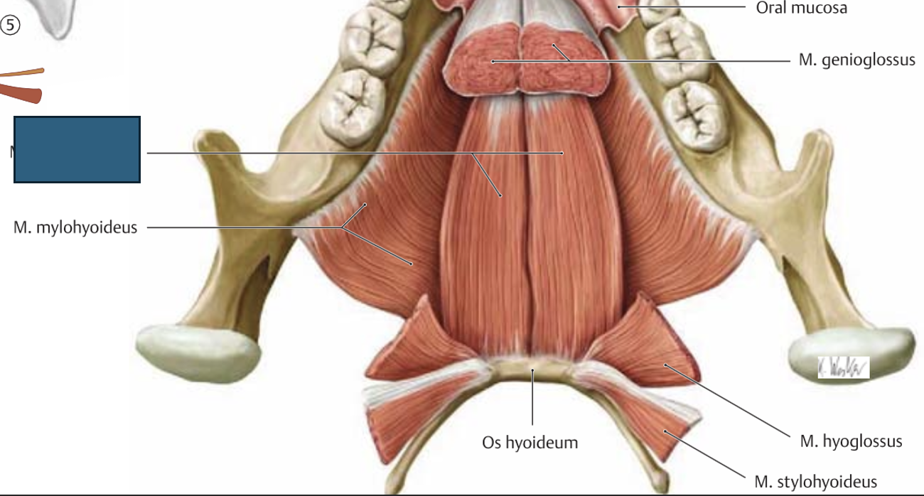 <p>m. geniohyoideus → neelamine (kui <em>mandibula</em> on fikseeritud mälumislihaste poolt, siis tõstab <em>os hyoideumi</em> kõriga üles)</p><p>aitab suud avada (kui keeleluu on kaelalihaste poolt fikseeritud)</p>