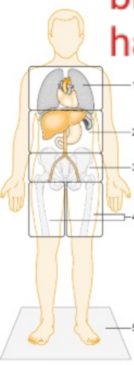 <ul><li><p>Intrathoracic cavity</p></li><li><p>Intraperitoneal cavity</p></li><li><p>Retroperitoneal space</p></li><li><p>Thigh compartments</p></li><li><p>Floor</p></li></ul>