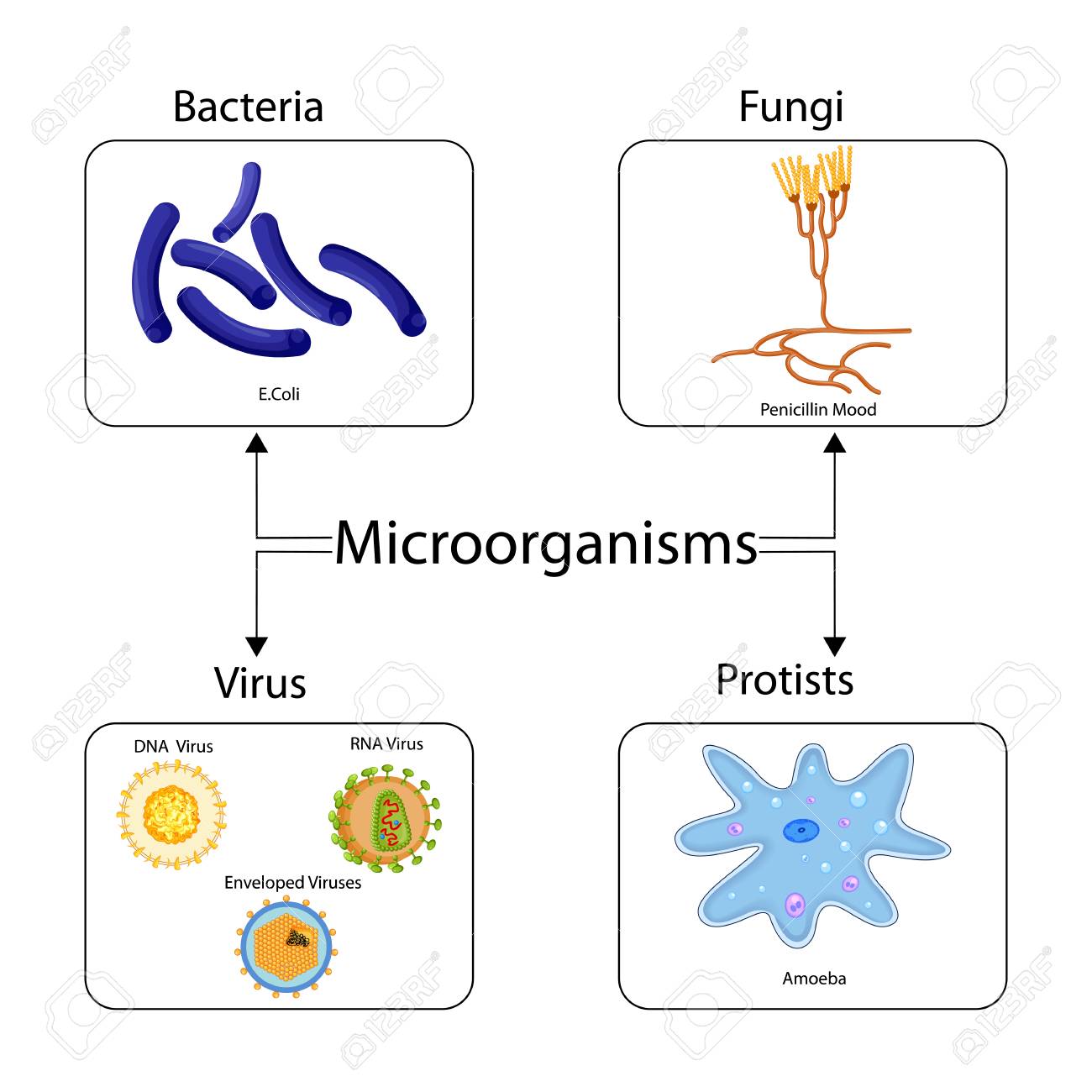 <p>a very small living organism which cannot be seen with the nake eye</p><p>not all micro-organisms are harmful</p>