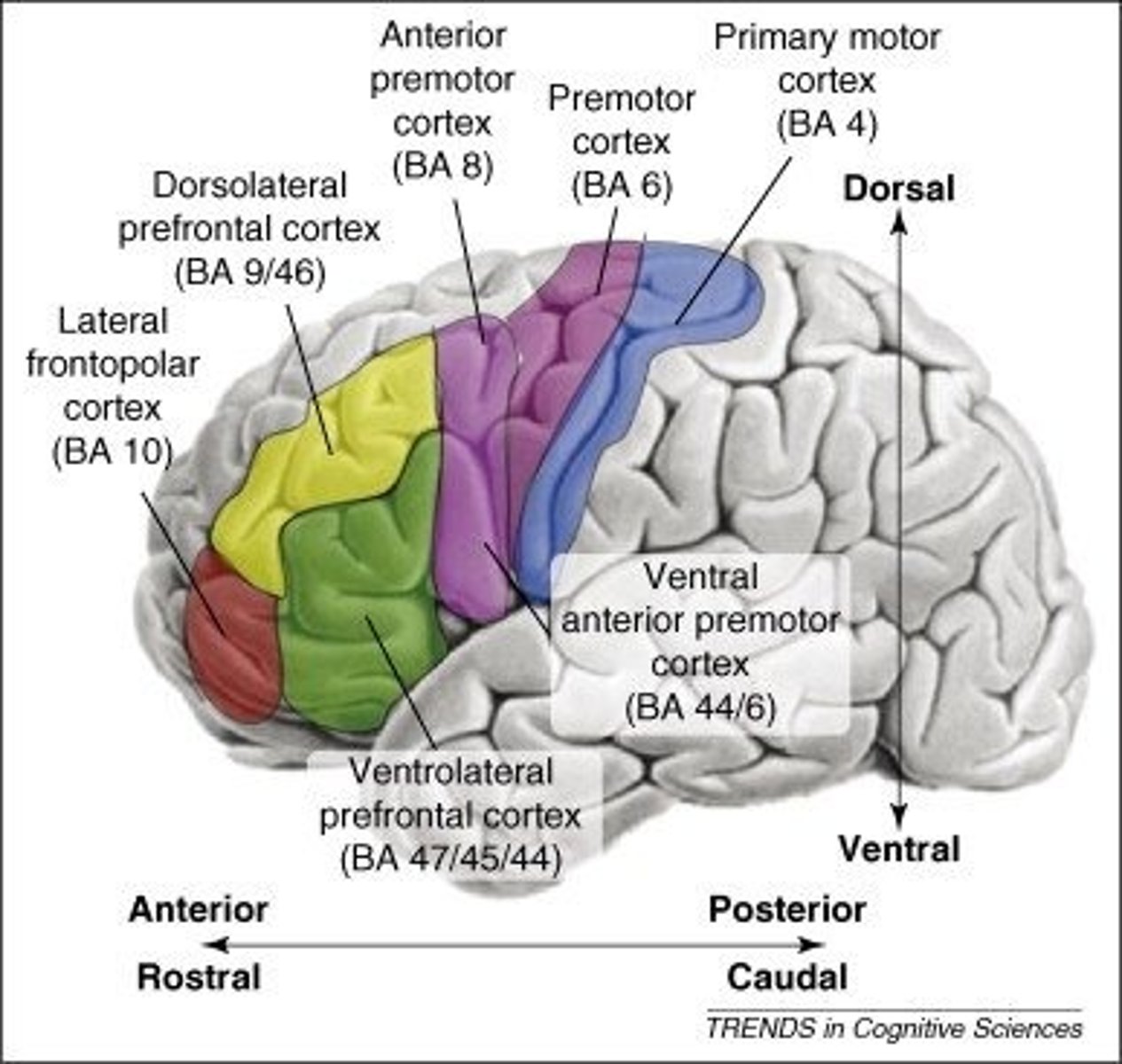 <p>A: Manages goal-directed behavior, emotion regulation, and decision-making. Damage leads to poor self-control. Linked to social anxiety and generalized anxiety.</p>