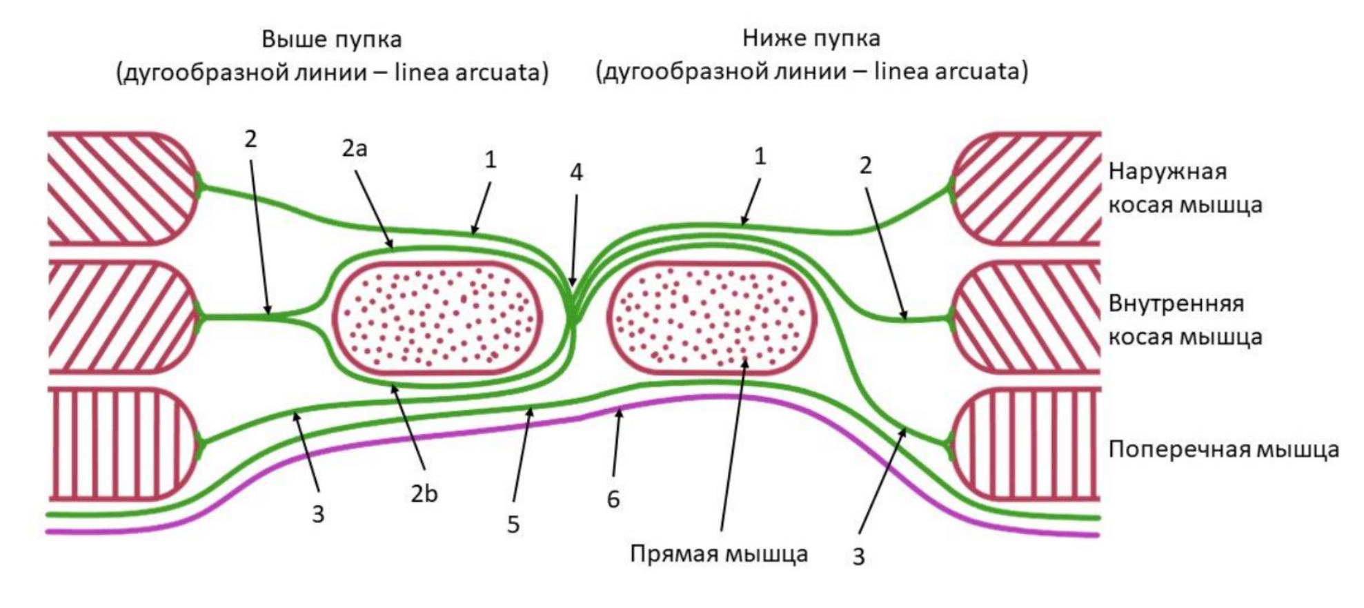 <p>Влагалище прямой мышцы живота</p>