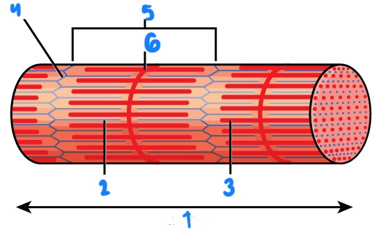 <p>5</p>