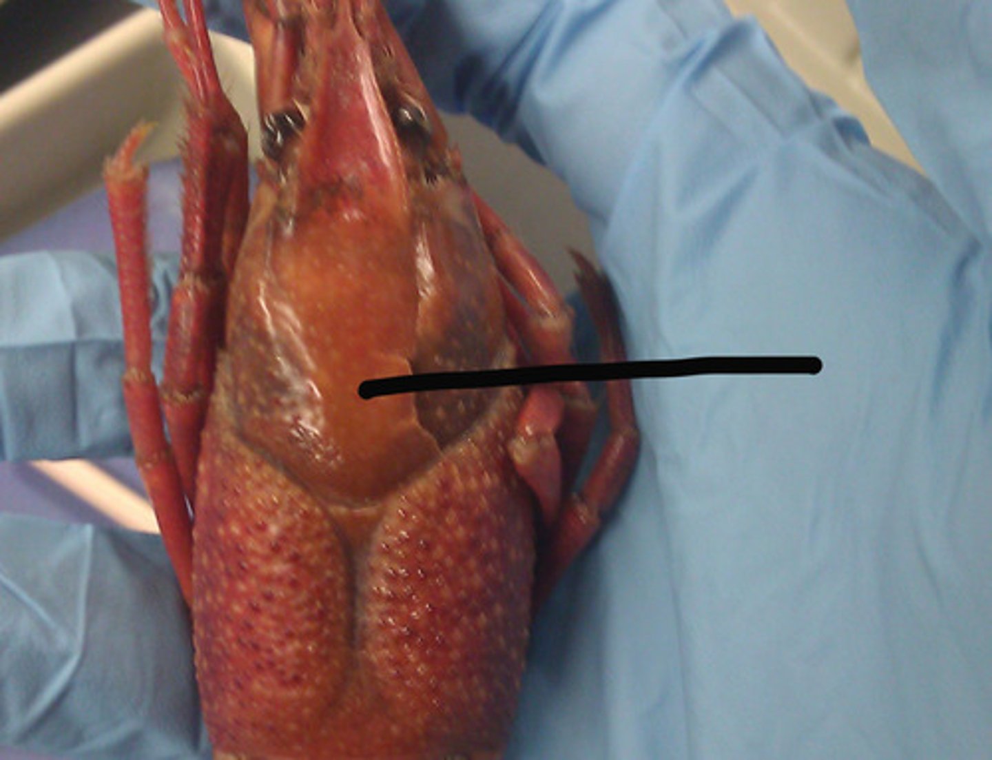 <p>shell covering the back (of a turtle, tortoise, crab, etc.)</p>