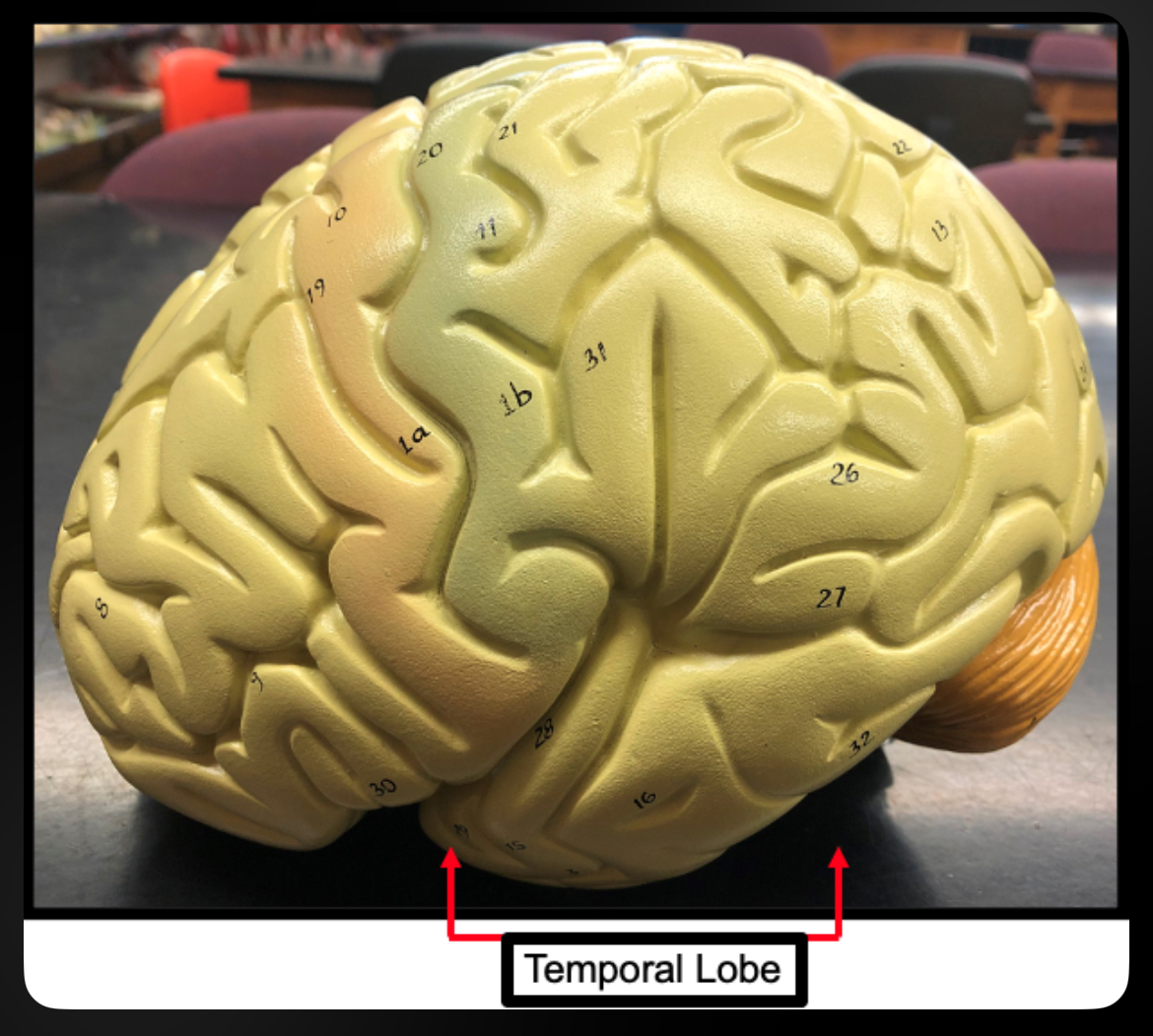 <p>Temporal Lobe</p>