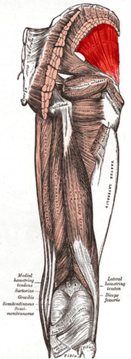 <p>abducts and medially rotates thigh</p>