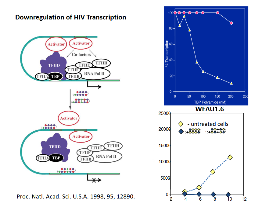 <p>hairpin binders prevent binding to transciptional zones</p>