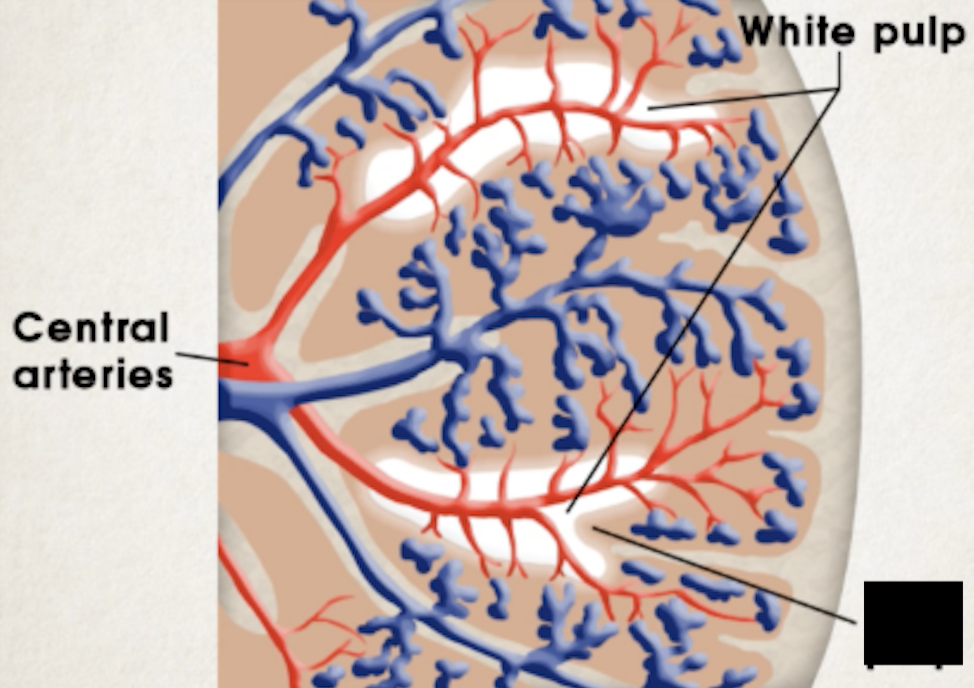 <ul><li><p><span>Blood-filled splenic sinuses and cords</span></p></li><li><p><span>Houses macrophages, lymphocytes, plasma cells, and others</span></p></li></ul><p></p>