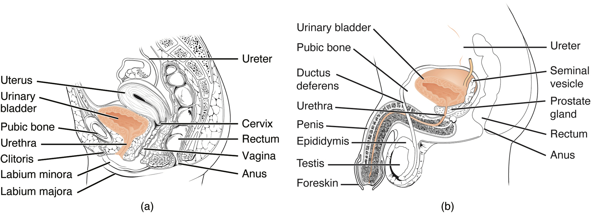 <p><strong>Q:</strong> What is the difference between the female and male urethra?</p>