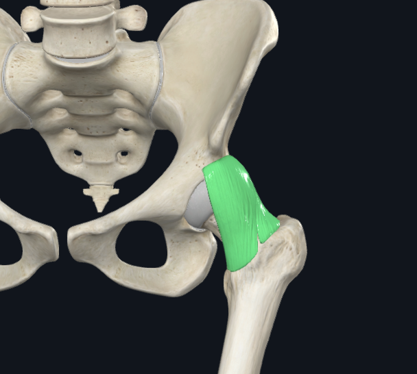 <p>Iliofemoral Ligament</p>