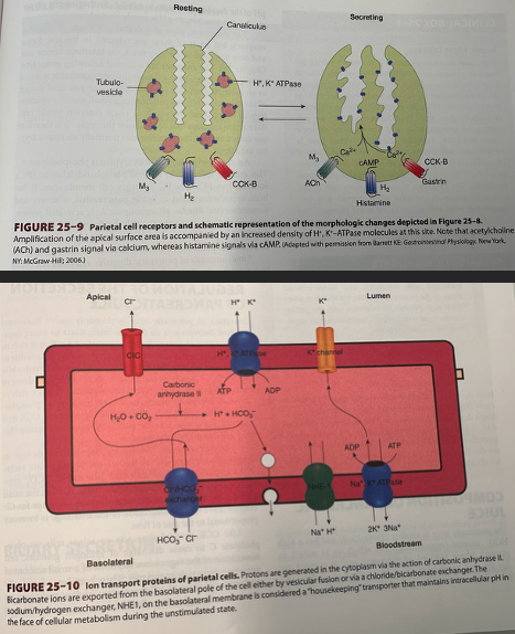 <ul><li><p><span>Have many mitochondria that supply energy to drive the apical H+,K+ ATPase, or proton pump, that moves H+ ions out of the parietal cell against a large concentration gradient</span></p></li><li><p><span>At rest, the proton pumps are sequestered in the parietal cell in tubulovesicles</span></p></li><li><p><span>When the parietal cells begin to secrete, these vesicles fuse with invaginations of the apical membrane area (canaliculi), amplifying the apical membrane area and positioning the proton pumps to begin acid secretion</span></p></li><li><p><span>Apical membrane also contains K+ channels which supply the K+ ions to be exchanged for H+ and Cl- channels that supply the counterion for HCl secretion</span></p></li><li><p><span>Secretion of protons is accompanied by the release of equivalent numbers of bicarbonate ions into the bloodstream</span></p></li></ul><p></p>