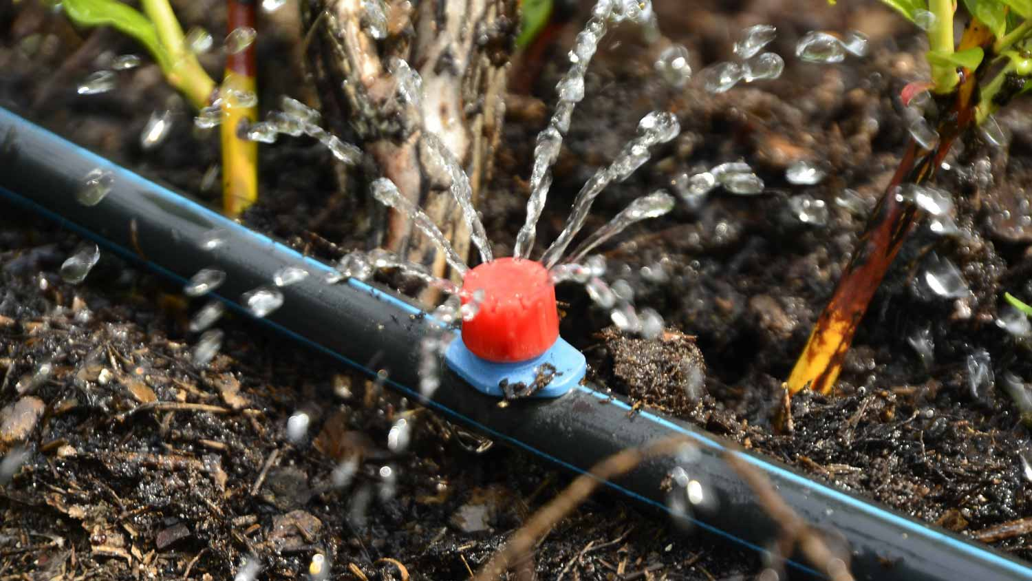a method of supplying irrigation water through tubes that literally drip water onto the soil at the base of each plant.