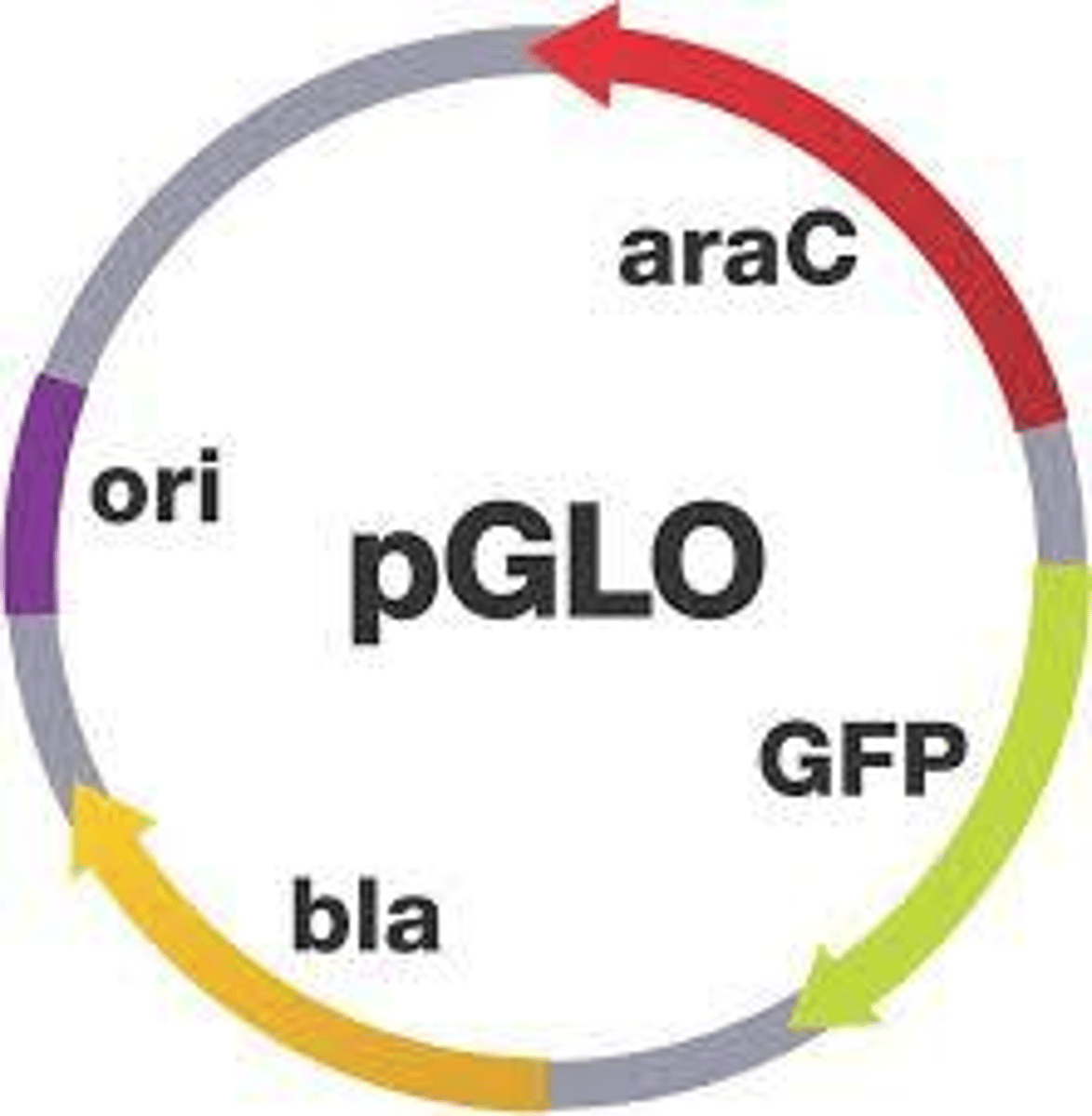 <p>AraC gene, GFP gene, and bla gene.</p>