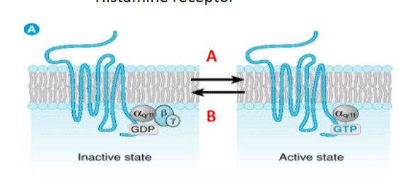 <p>Histamine would move the equilibrium to what direction?</p><p>a. towards A</p><p>b. towards B</p><p>c. both</p><p>d. neither</p>