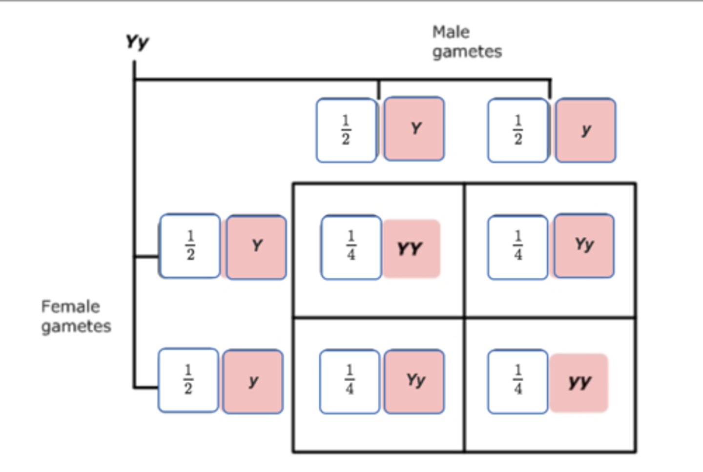 <p>states that the chance of an event that can occur in more than one way is the sum of the individual chances</p><p>Pr( Event 1 OR Event 2 occurring)= Pr(Event 1) + Pr(Event 2)</p>