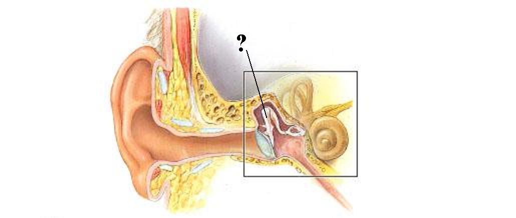 <p><span><span>Identify the indicated structure</span></span></p>