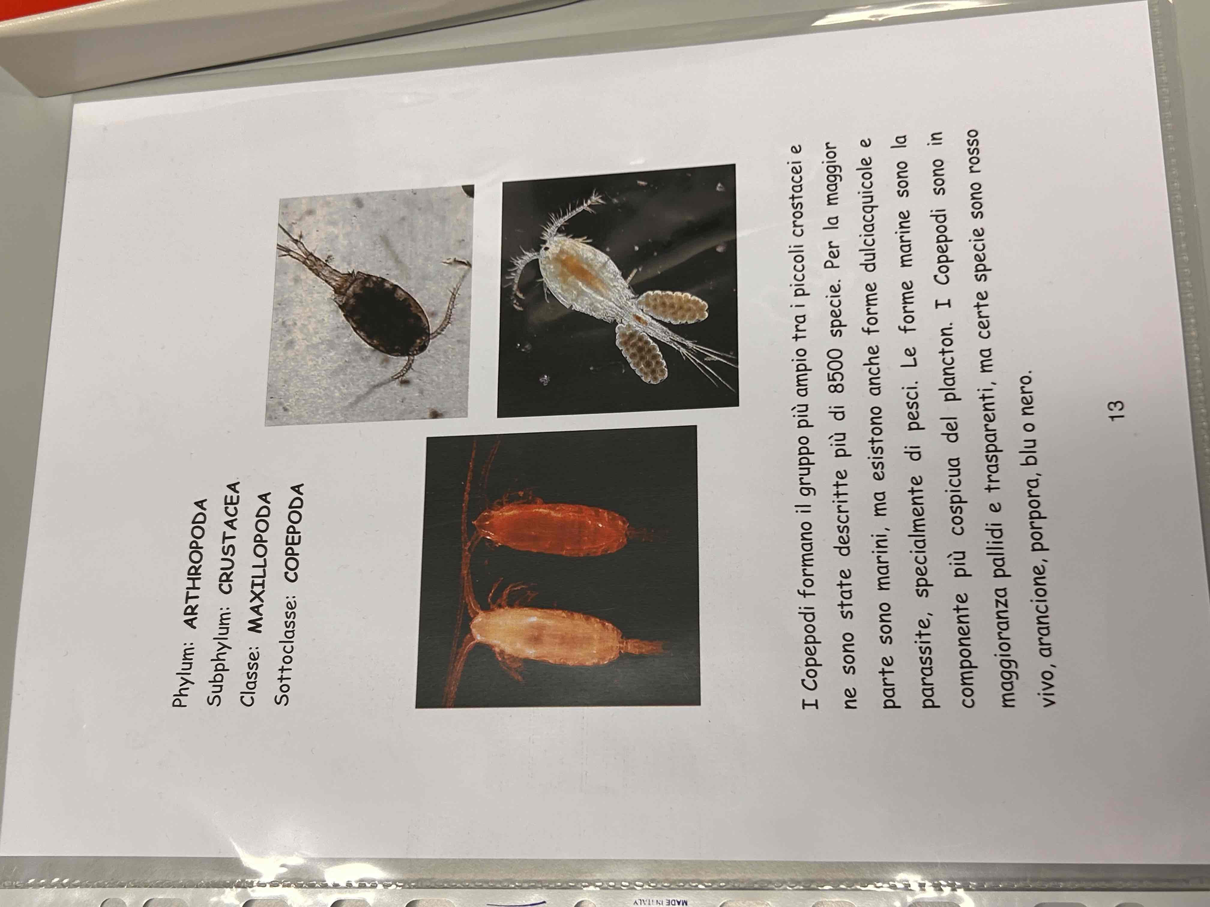 <p>Crostacei</p><p>Maxillopoda</p><p>Copepodi</p>