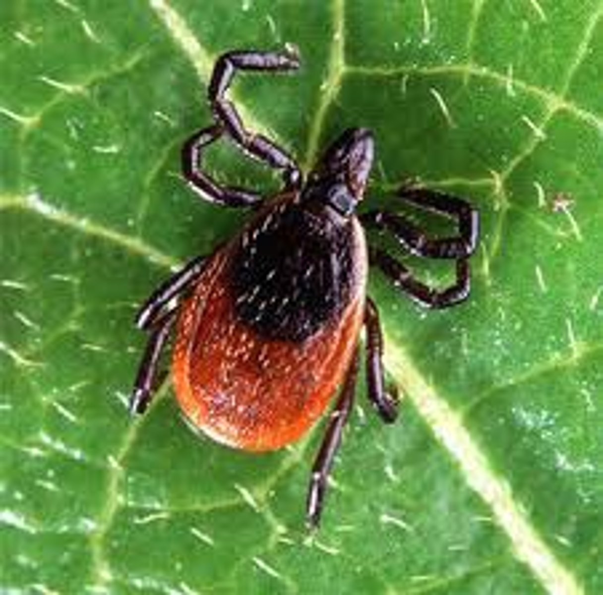 <p>Caused a spirochete and is transmitted by a bite from an infected deer tick</p>