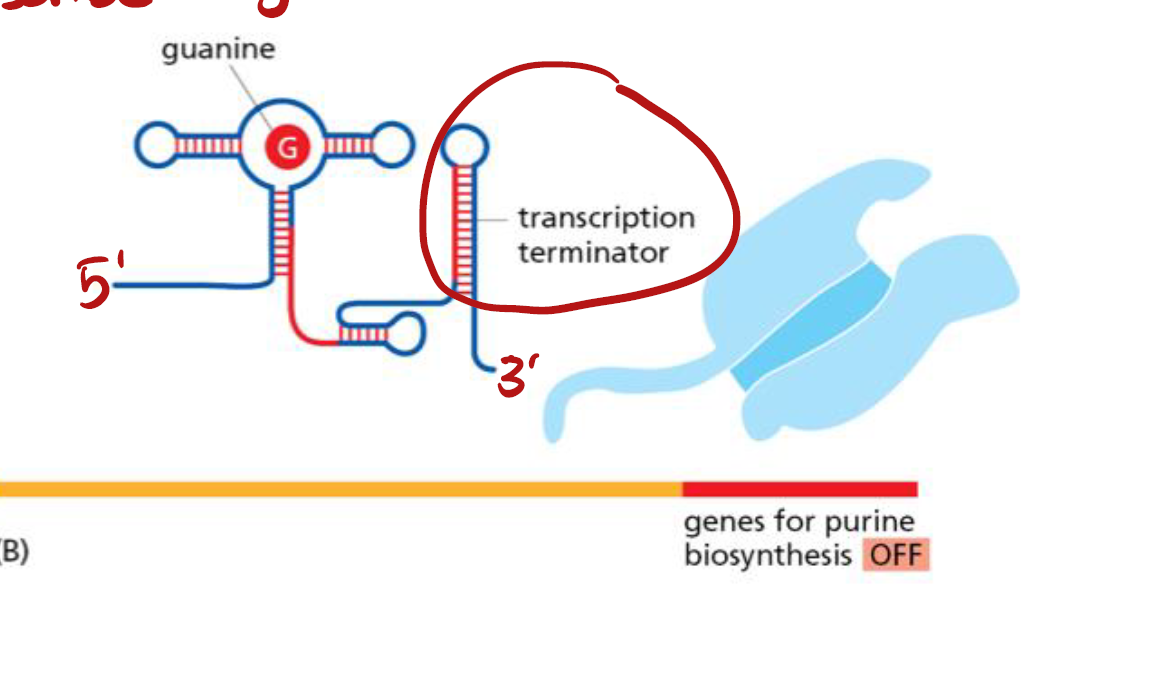 <p>一段<strong>短RNA</strong> sequences that change conformation when bound by a 小分子</p><p>eg. prokaryotic riboswitch that regulates purine biosynthesis: 高guanine level → guanine bind riboswitch → riboswitch undergo conformational change → RNAP terminate transcription → <strong>转录停止</strong></p>