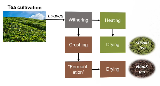 <ul><li><p>Black tea is crushed because it exposes the leaves to air → causing oxidation and allowing PPO to work</p></li><li><p>This oxidation step is written in the slide as “fermentation”</p></li></ul><p></p>