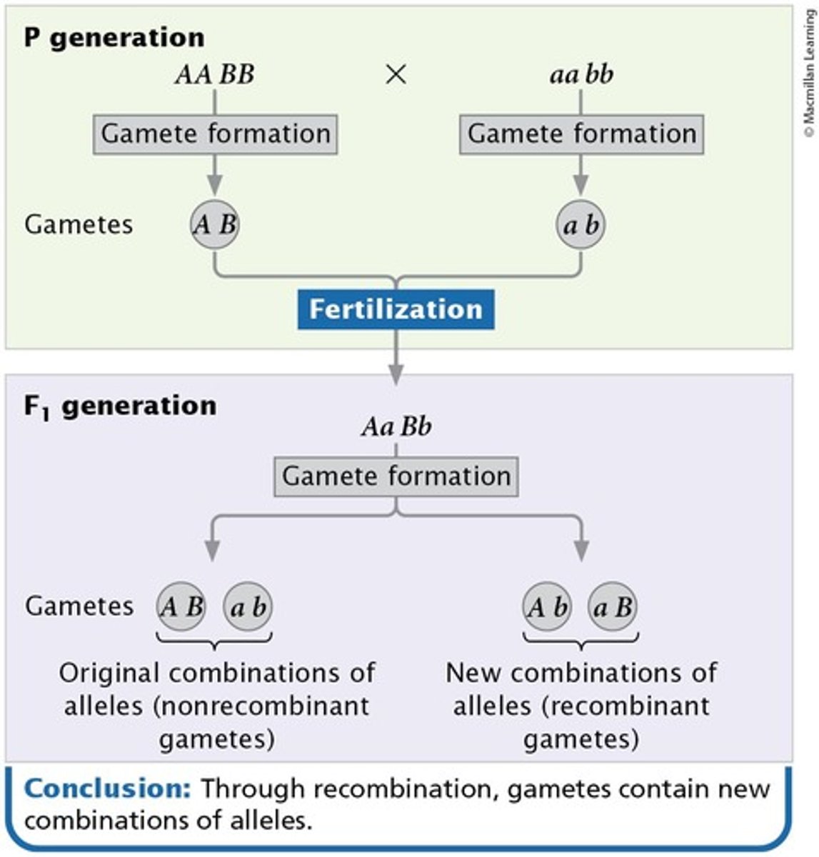 <p>Alleles sort into new combinations.</p>