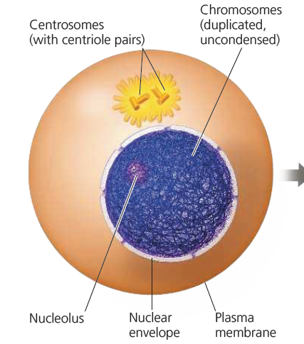 <p>G2 Interphase</p>