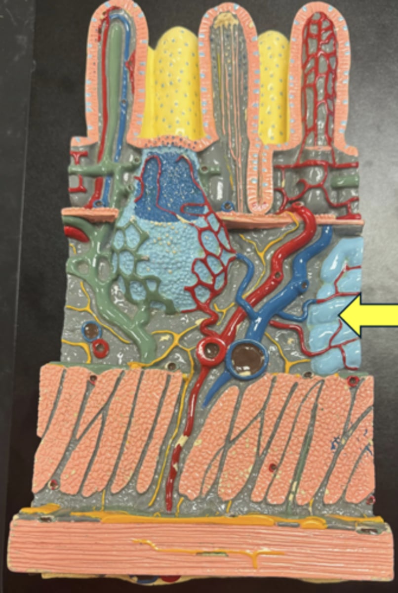 knowt flashcard image