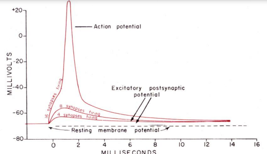 <p>increased number of synapses of same type (excitatory or inhibitory) <strong>activated simultaneously</strong> </p><p>Same time but different location</p><p>– A single axon often has multiple terminals on dendrites of a single postsynaptic cell </p><p>– More important inputs have more terminals</p>