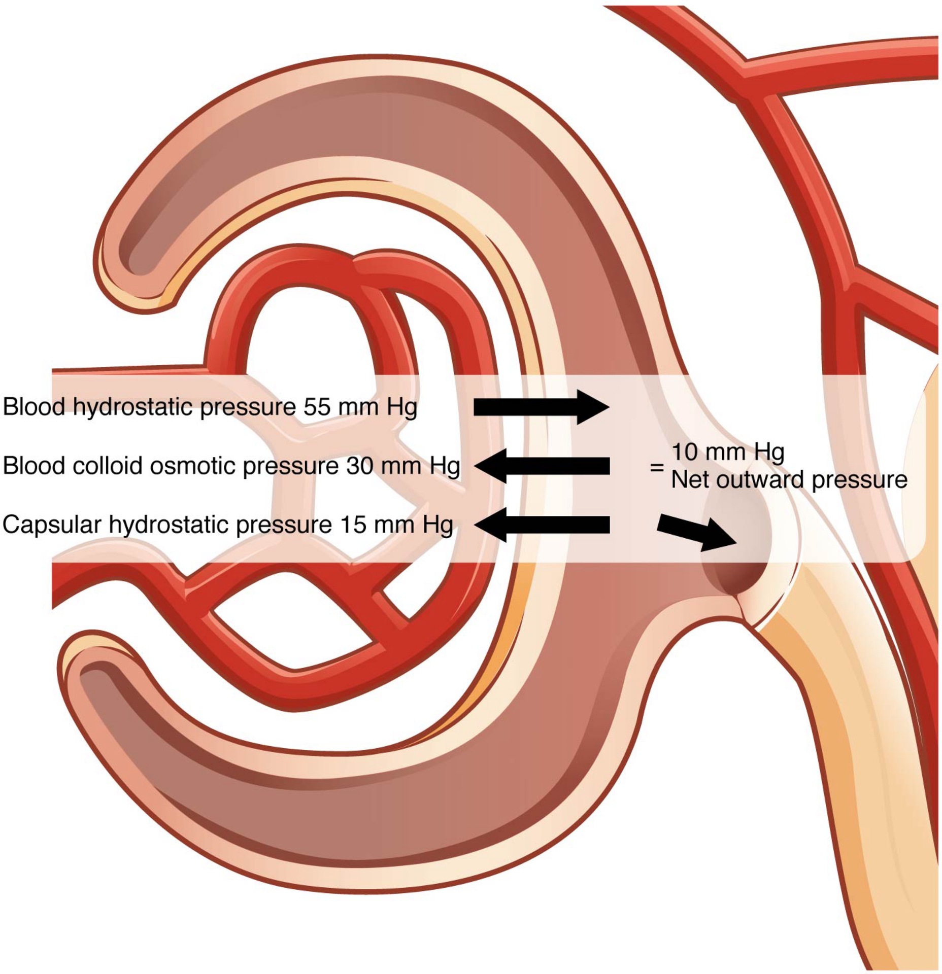 <ul><li><p class=""><strong>Term:</strong> Glomerular Filtration</p><p class=""></p></li></ul><p></p>