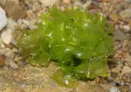 <p>Sea lettuce</p>