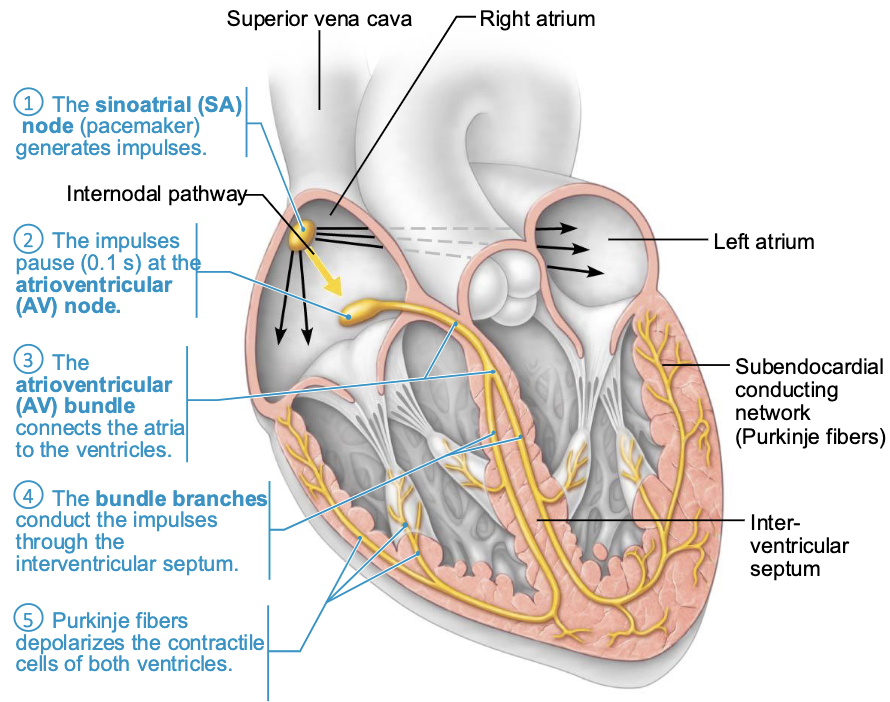 <p>Superior vena cava</p><p>Right atrium</p><p>1) The sinoatrial (SA) node (pacemaker) generates impulses.</p><p>Internodal pathway</p><p>2) The impulses pause (0.1 s) at the atrioventricular (AV) node.</p><p>3) The atrioventricular (AV) bundle connects the atria to the ventricles.</p><p>4) The bundle branches conduct the impulses through the interventricular septum.</p><p>5) Purkinje fibers depolarizes the contractile cells of both ventricles.</p><p>Left atrium</p><p>• Subendocardial conducting network</p><p>(Purkinje fibers)</p><p>Inter-ventricular septum</p>