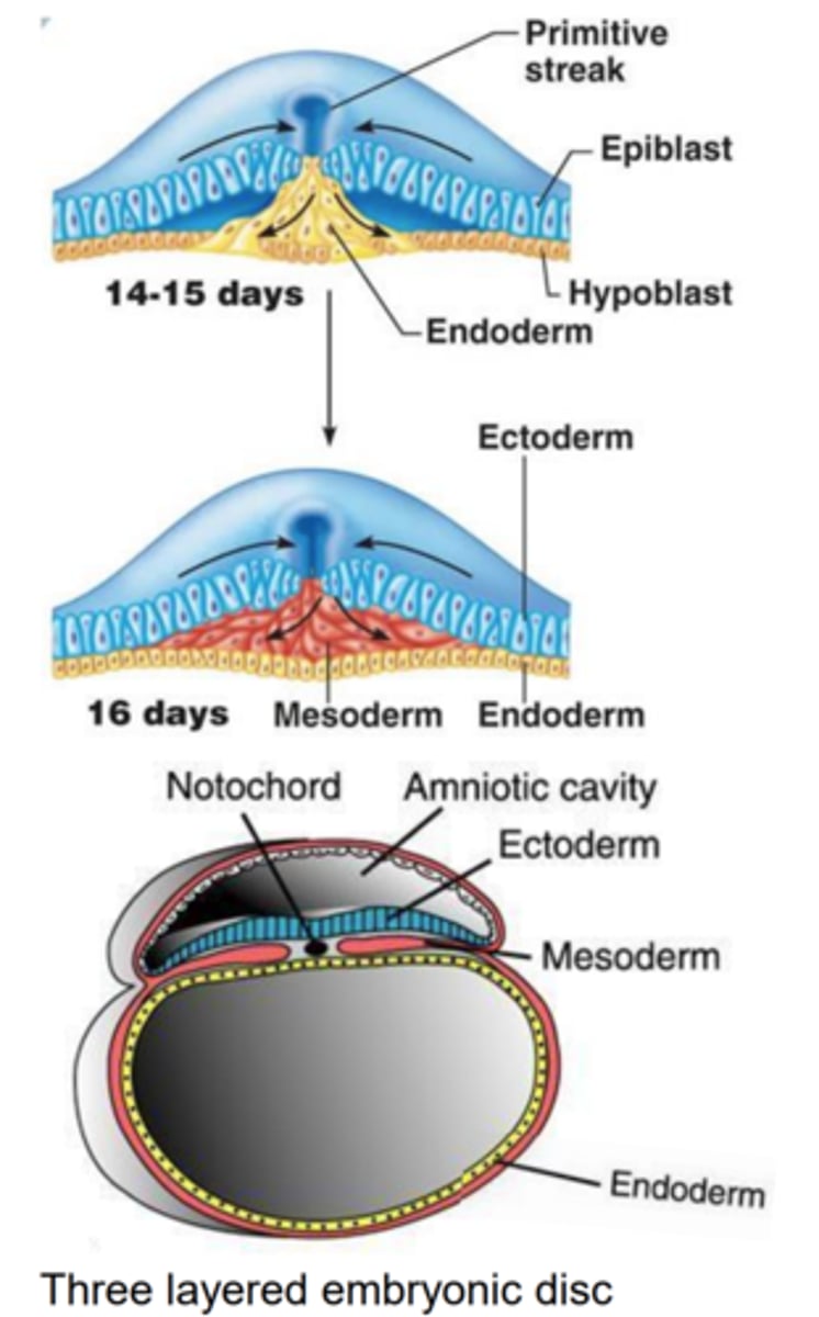 <p>Epiblast cells migrate through the primitive streak: the first replace the hypoblast to form *endoderm, the next spread out to form mesoderm, and the remaining surface cells become ectoderm*.</p>