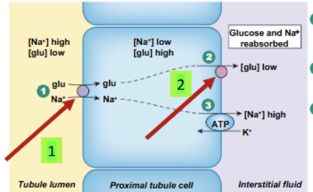 <ol><li><p>Across luminal side (from inside of nephron tubule into epithelial cell) = SGLT (<strong>secondary active transporter,</strong> using Na concentration to pull Glc in against its concentration gradient)</p></li><li><p>Across basolateral side (from tubule cell into interstitial space) = GLUT (<strong>facilitated diffusion</strong>)</p></li></ol><p></p>