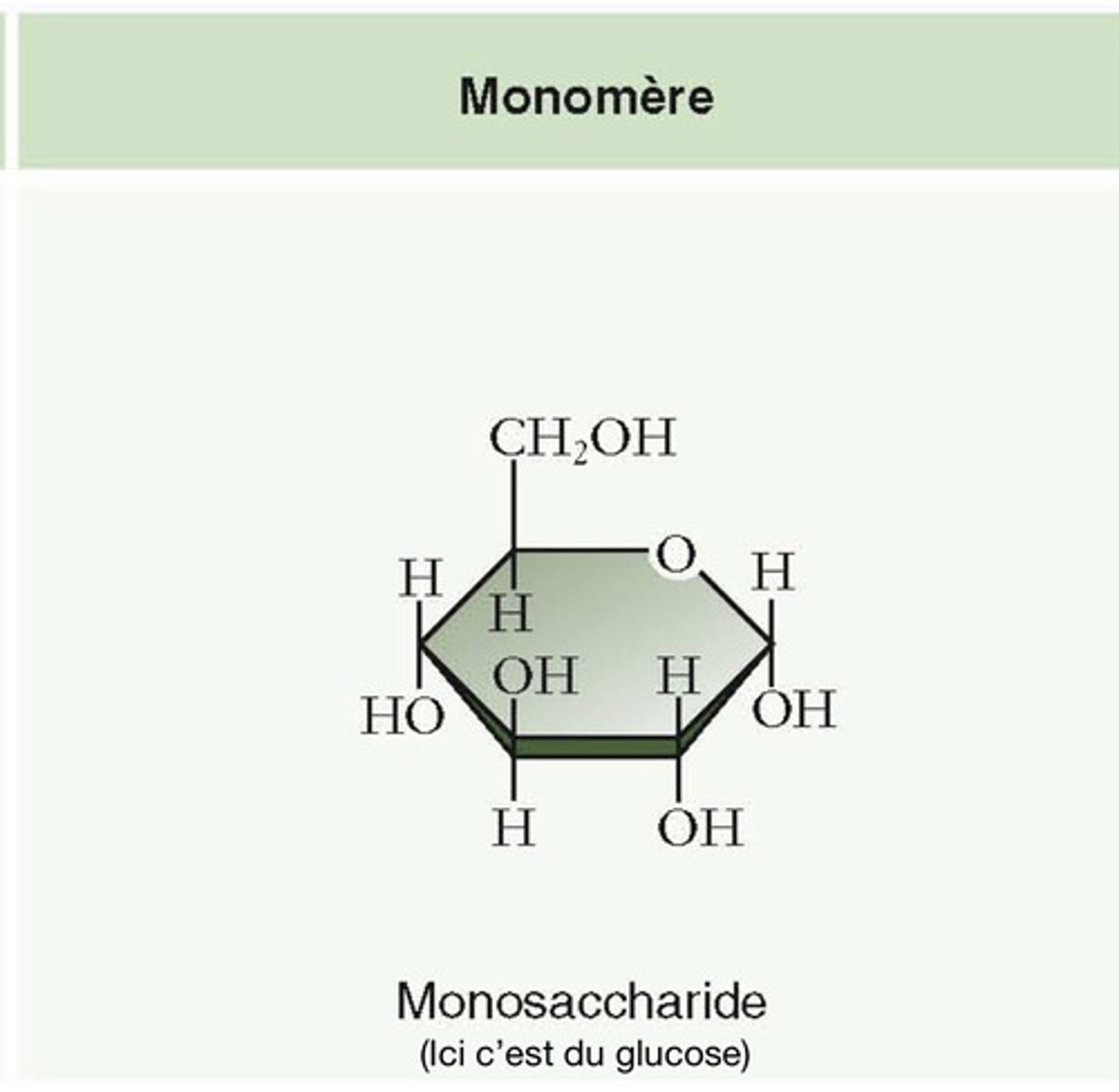 <p>Petites sous-unités chimiques répétée dans un polymère. Une des extrémités est un OH et l'autre est un H</p>