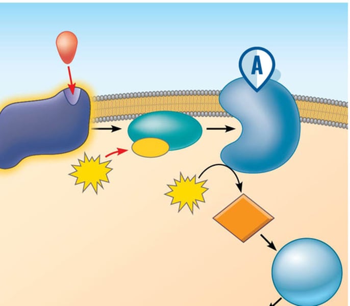 <p>An enzyme in the PM that converts ATP to cyclic AMP in response to an extracellular signal.</p>
