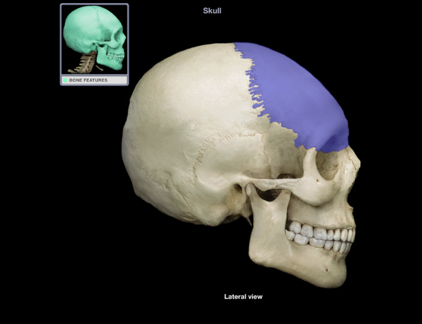 <p>Frontal bone</p>