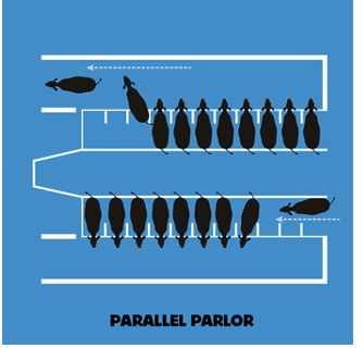 <ul><li><p>stand parallel to each other</p></li><li><p>leaves one access point for the milker to reach udder (rear)</p></li><li><p>milking doesnt begin until all cows are in their stalls and they are released from the parlor at one time</p><ul><li><p>have to wait on slow cows</p></li></ul></li></ul>