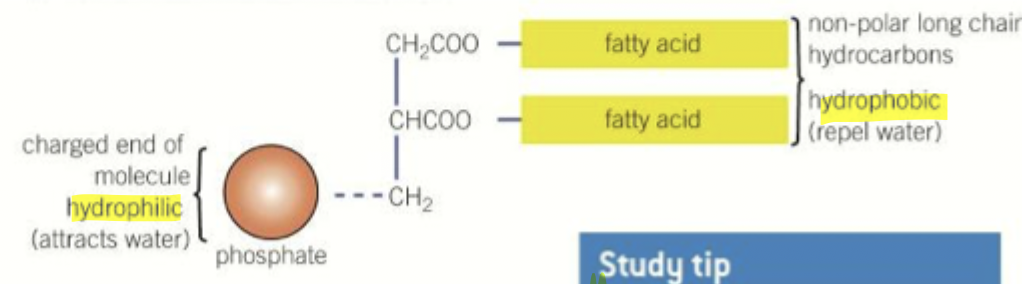 <ul><li><p>amphipathic - both phobic and philic</p></li><li><p>2 fatty acid tails</p></li></ul><p></p><ul><li><p>cell surface membranes - phosphate head - hydrophilic [amphipathic] , form bilayers in water </p></li><li><p>fluidity of cell membrane - more saturated = less fluid</p></li></ul>