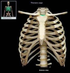 <p>Notch in top center of manubrium of sternum</p>